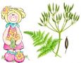 Sweet Cicely - Herb (Seed)